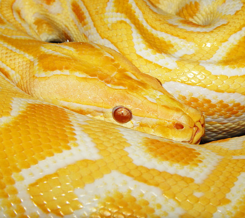 Snakes 9, animals, pets, reptiles, scary, slimy, HD wallpaper