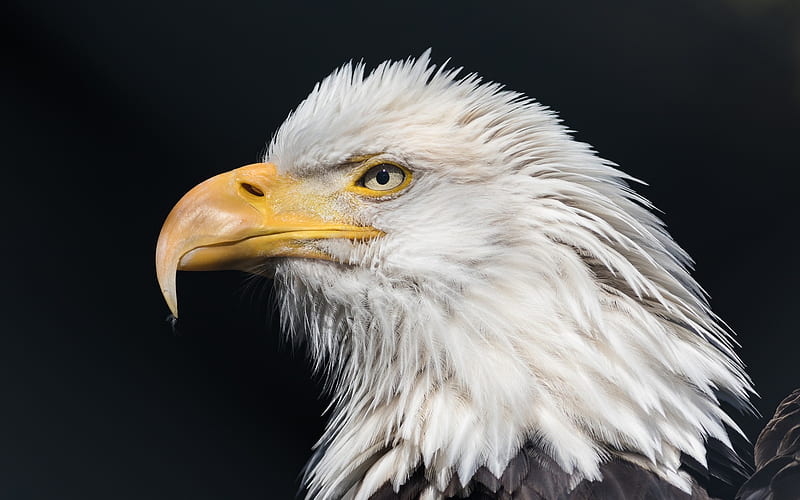 Bald eagle, predatory bird, close-up, predators, wildlife, Haliaeetus leucocephalus, HD wallpaper