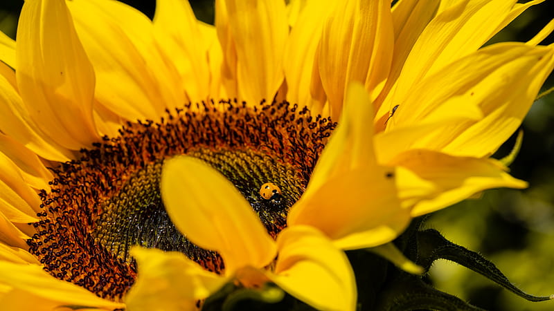 ladybug, sunflower, flower, insect, macro, HD wallpaper