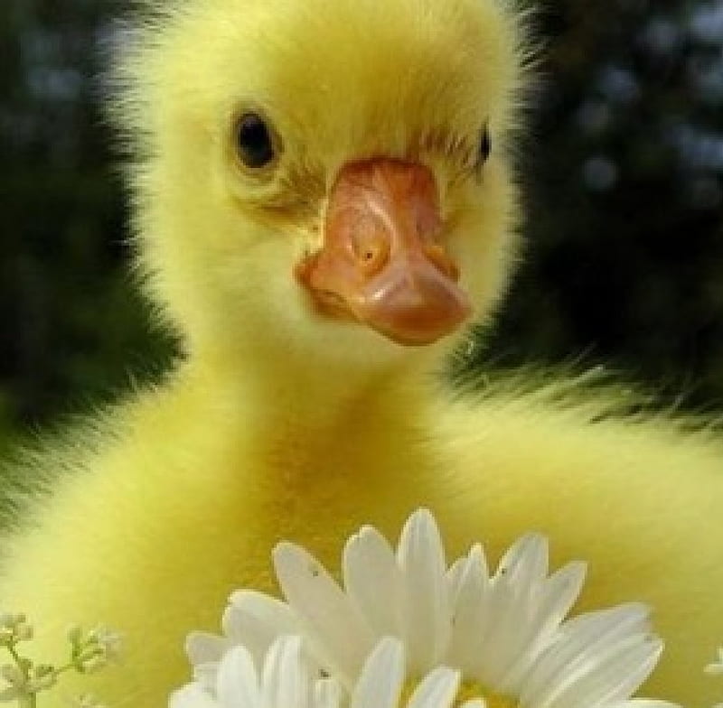cute fluffy ducky, daisies, cute, fluffy, yellow, ducky, HD wallpaper