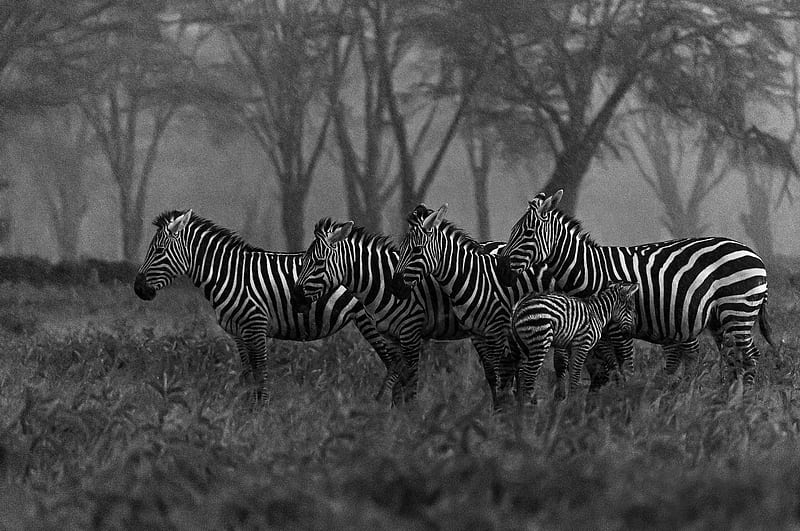 Animal, Zebra, Baby Animal, Black & White, Wildlife, HD wallpaper | Peakpx