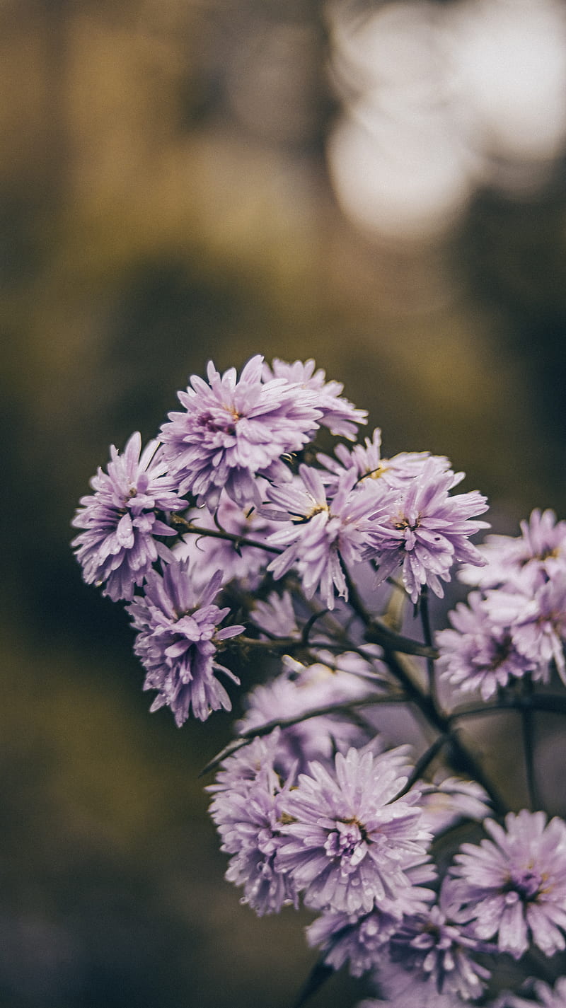 Amazing delicate purple Chrysanthemum flowers with thin stem growing on tree against blurred environment, HD phone wallpaper