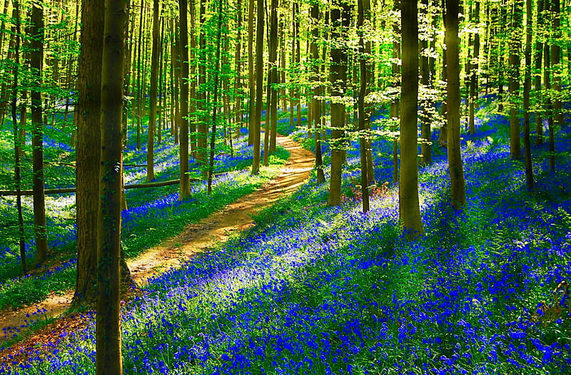 Sunny forest, forest, lovely, sunny, bonito, trees, carpet, bluebells, rays, summer, slope, flowers, path, sunshine, HD wallpaper