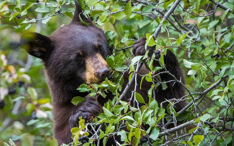 bear cub, wildlife, baribal, small bear, black bear, USA, forest, Ursus americanus, HD wallpaper