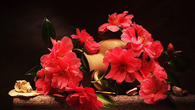 Camellia Flowers On Pitcher Shell Flowers, HD wallpaper