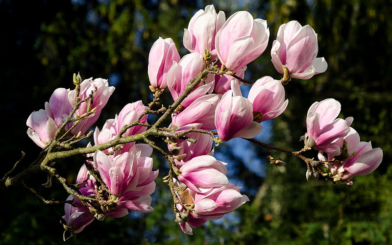 magnolia, spring flowers, beautiful pink flowers, spring, background with magnolias, HD wallpaper