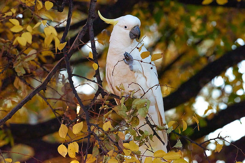 Birds, Sulphur-crested cockatoo, Bird, Branch, Cockatoo, Leaf, Parrot, Wildlife, HD wallpaper