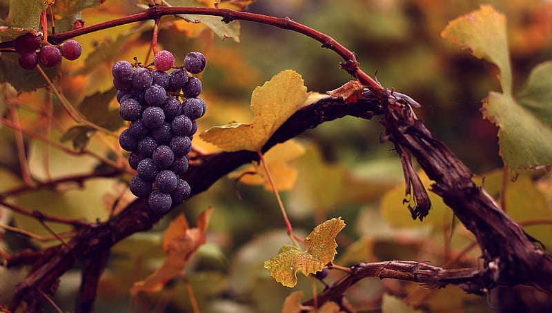 grapes, bunch, wet, autumn, HD wallpaper