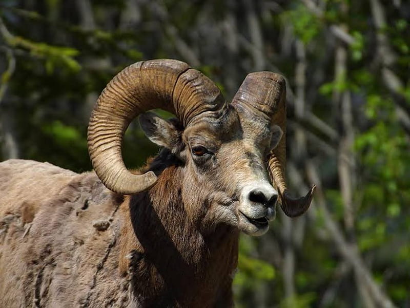 Bighorn Sheep, sheep, nature, animal, horns, HD wallpaper