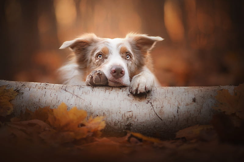 Dogs, Border Collie, Dog, Pet, HD wallpaper | Peakpx