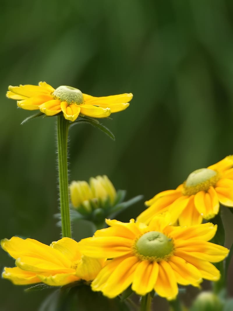 rudbeckia, flower, petals, yellow, HD phone wallpaper