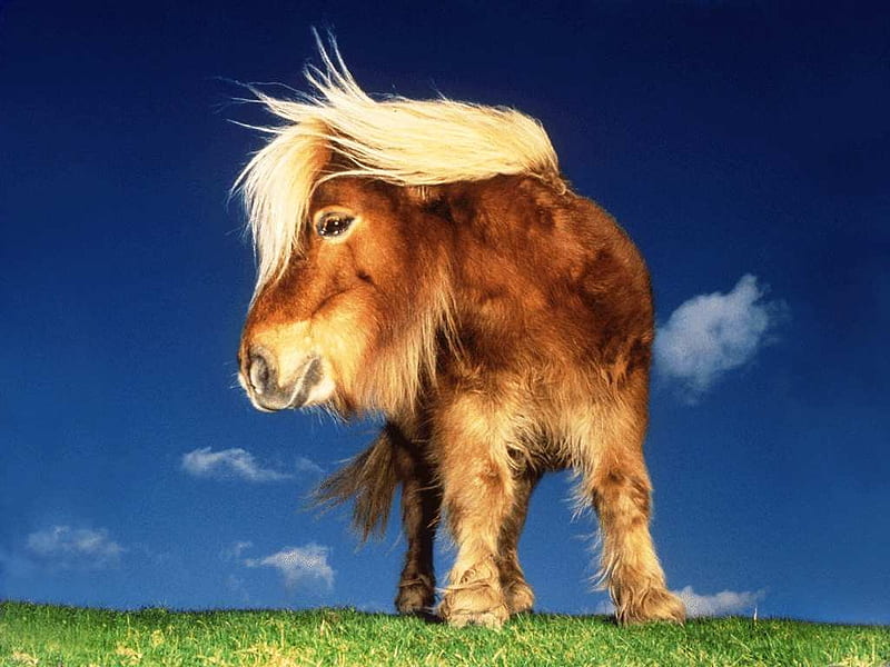 Shetland Pony, pony, horses, HD wallpaper