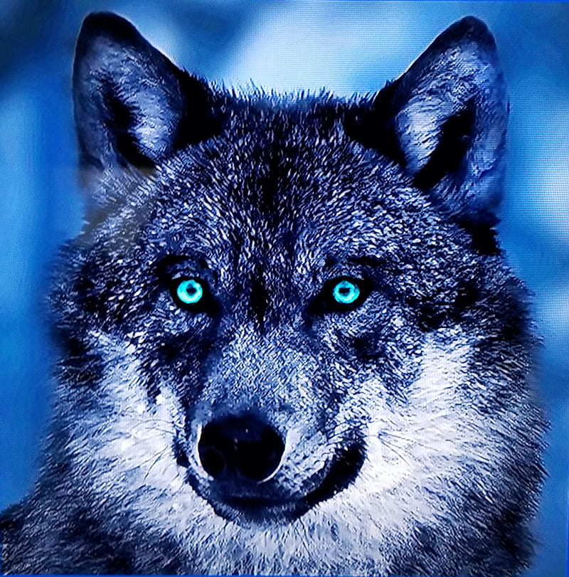 Forest Wolf, wolves, animals, pets, hunter, king, HD phone wallpaper
