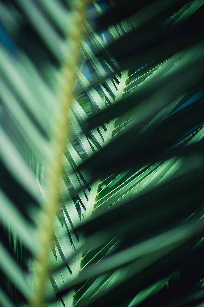 Cool Palm Leafs, blue, blues, colorful, palm, pattern, teal, trees, HD phone wallpaper