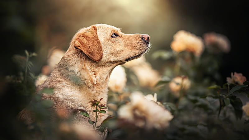 Dogs, Labrador, Dog, HD wallpaper | Peakpx