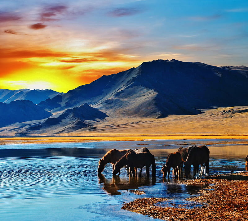 Horses, animals, lake, landscape, mountain, nature, sunrise, sunset, HD wallpaper