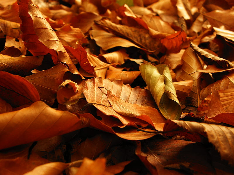 Brown leafs..., autum, bonito, brow, leafs, HD wallpaper