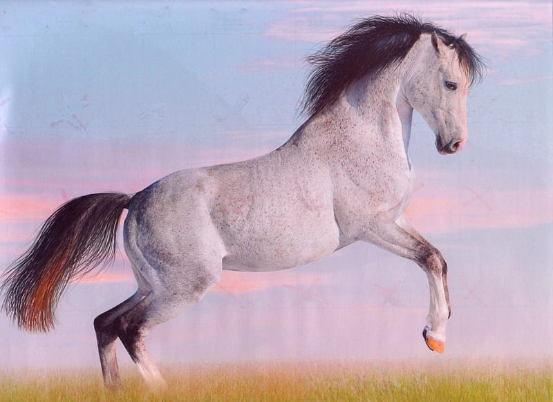 Rearing Grey, Stallion, Horses, Rearing Horses, Grey Horses, HD wallpaper