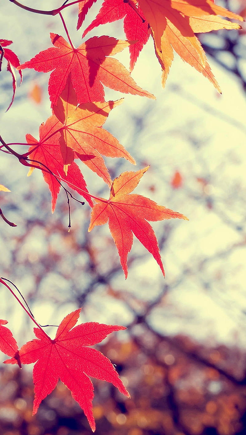 Leaves, autunm, orange, tree, HD phone wallpaper