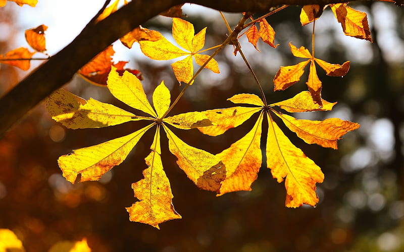 Chestnut Leaves, yellow, chestnut, tree, leaves, autumn, HD wallpaper