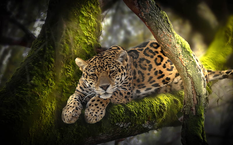 Leopard, predator, wildlife, jungle, Africa, Panthera pardus, HD wallpaper  | Peakpx
