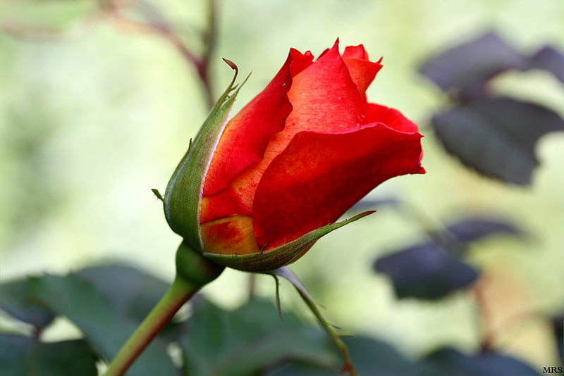 Red rose, red, flowers, nature, roses, HD wallpaper | Peakpx