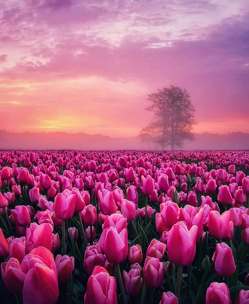 Pink tulip fields, flowers, lotus, nature, poppies, poppy, sunset, tulips, wild, HD phone wallpaper