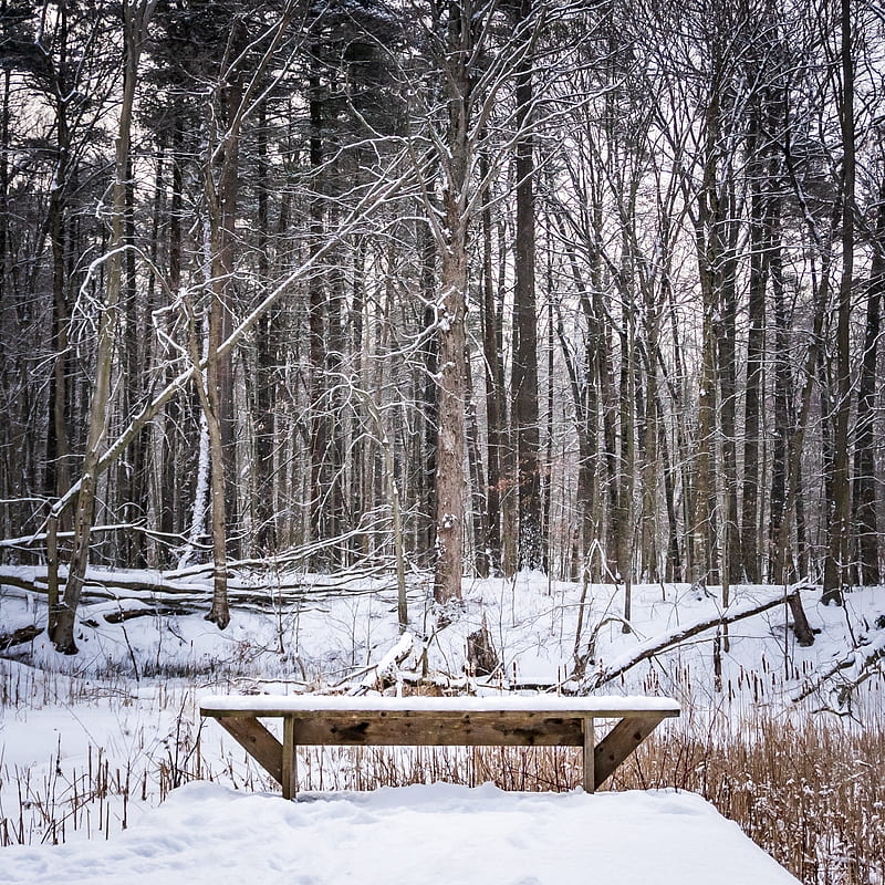 brown wooden picnic table on snow covered ground near bare trees during daytime, HD phone wallpaper