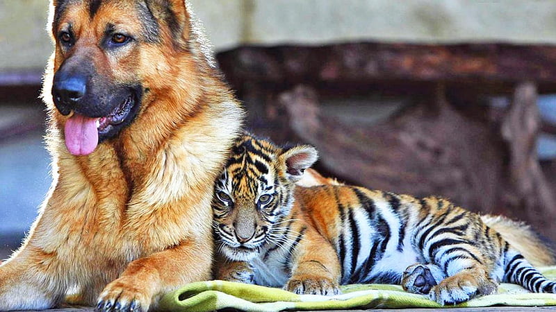 baby tiger snuggling to a german shepard r, r, snuggling, tiger, dog, HD wallpaper