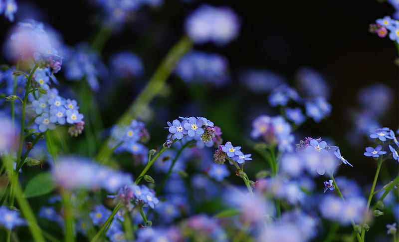 Forget Me Nots, stems, flowers, nature, buds, HD wallpaper
