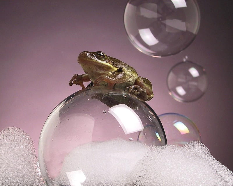 Soap Bubbles, froth, frog, amphibian, HD wallpaper