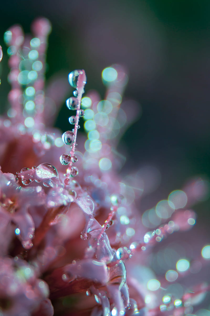 flower, dew, drops, macro, blur, glare, HD phone wallpaper