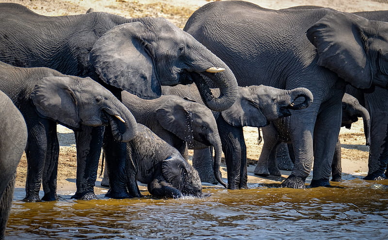 Elephants Drinking Water, Wild Animals Ultra, Animals, Wild, Elephants, African, Africa, Safari, wildlife, thirsty, botswana, chobe, chobegamelodge, chobenationalpark, linyantiriver, quenched, HD wallpaper