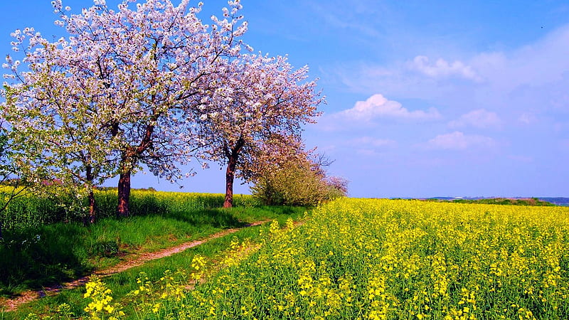 Spring Blossoms, rape, blooming, trees, path, clouds, sky, HD wallpaper