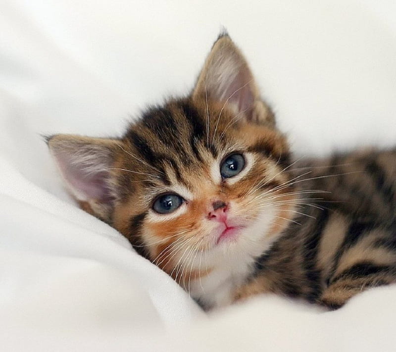 Cute little kitty on the pillow, cute, cats, animals, kitty, HD wallpaper |  Peakpx