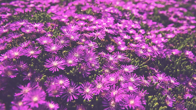 Purple Lantana Flowers Field Flowers, HD wallpaper
