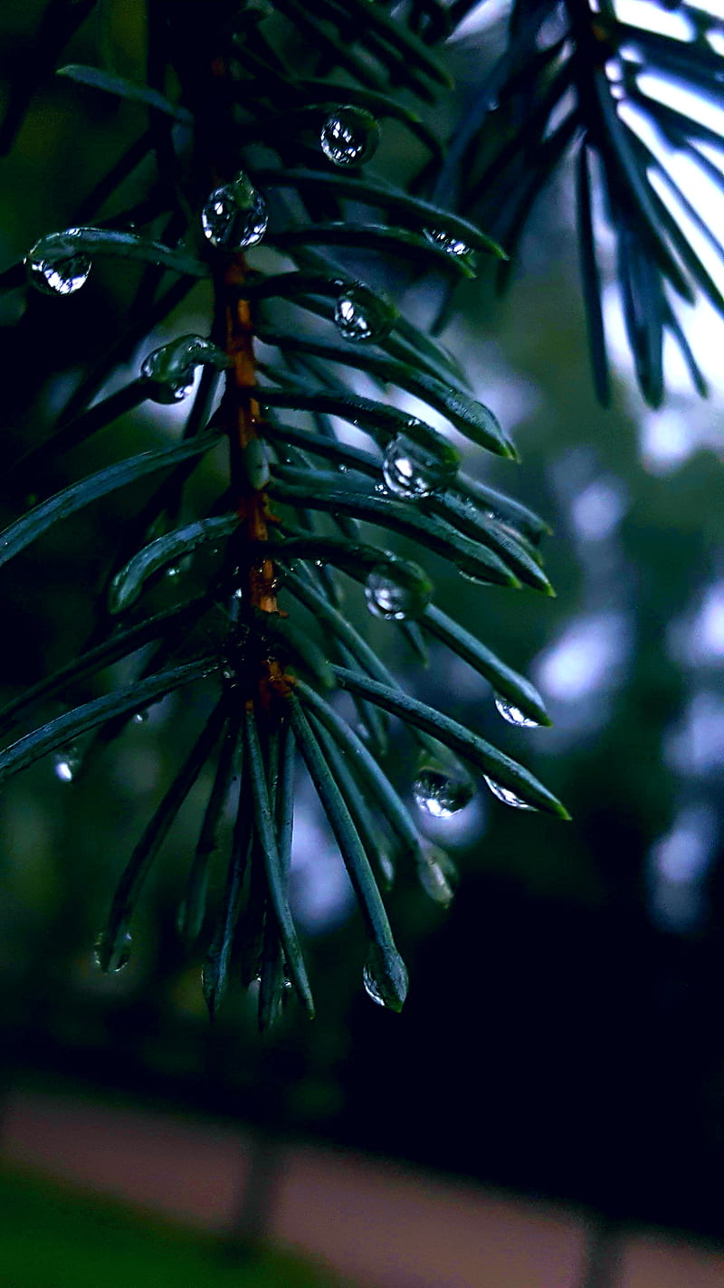 The cold blue, tree, blue tree, water, water drops, pine tree, rain, autumn, chill, HD phone wallpaper