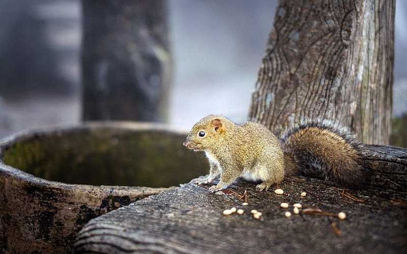 Cute Squirrel 2019 Animals High Quality, HD wallpaper