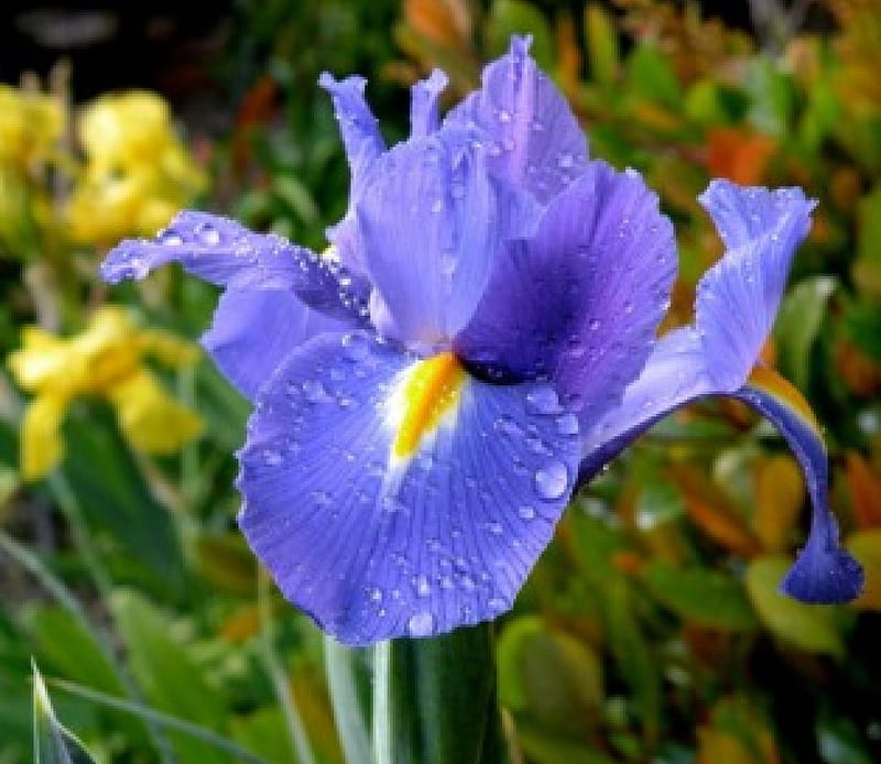 PURPLE IRIS, PRETTY, FLOWER, IRIS, PURPLE, HD wallpaper | Peakpx