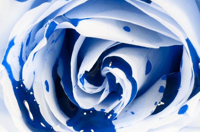 Rose Bleeding Blue, white rose, graphy, rose, flower, white, blue, blood, HD wallpaper