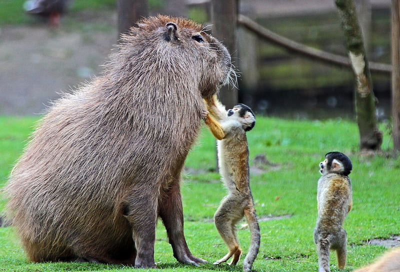 Capybara and Squirrel Monkey, monkey, squirrel, capybara, grass, HD wallpaper