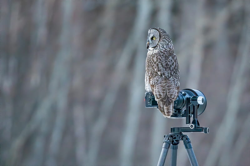 Birds, Owl, Bird, Camera, Tawny Owl, HD wallpaper