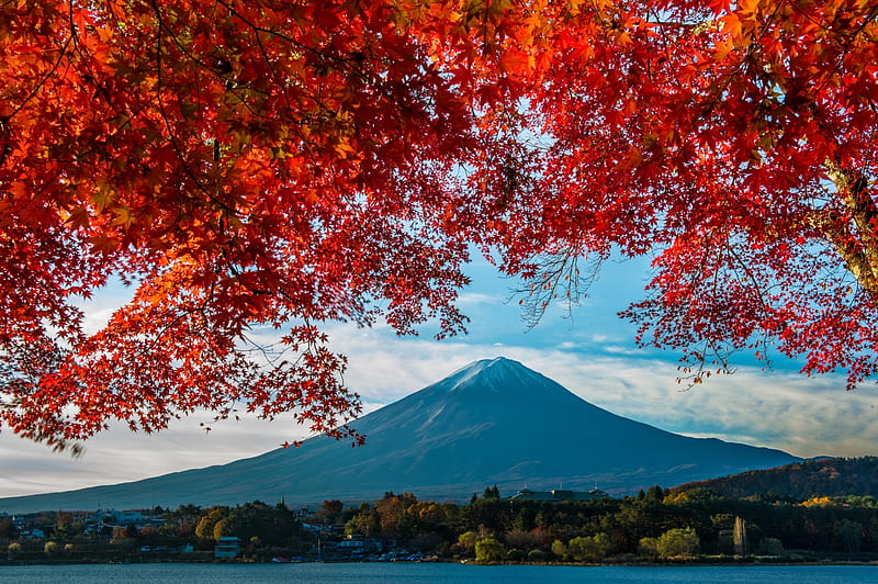 Mount Fuji, Mountain, Maple, japan, Autumn, HD wallpaper