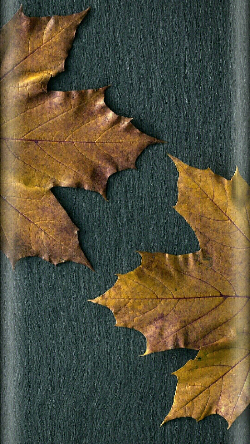 Leaves, autumn, edge, HD phone wallpaper