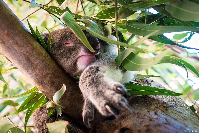 koala, sleep, tree, branches, animal, HD wallpaper