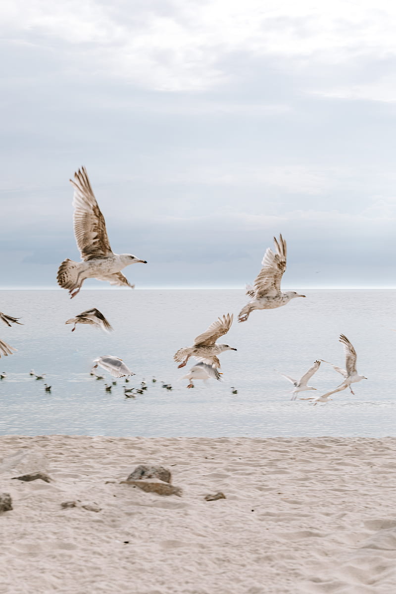 Flock of Birds Flying over the Sea, HD phone wallpaper