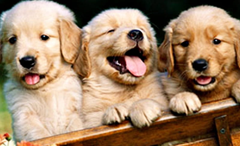 Puppies, cute, lovely, soft, joy, tender, sweet, HD wallpaper | Peakpx