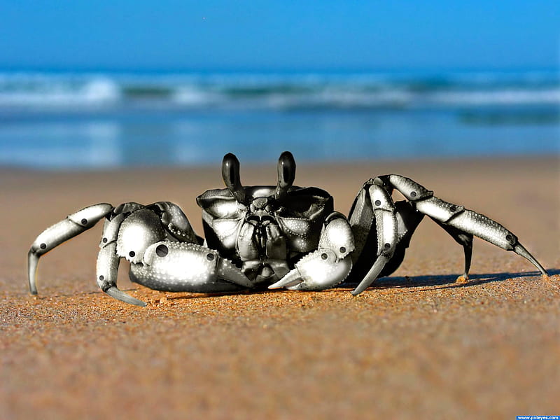 Crab robot, beach, claws, nice, sand, black, white, HD wallpaper