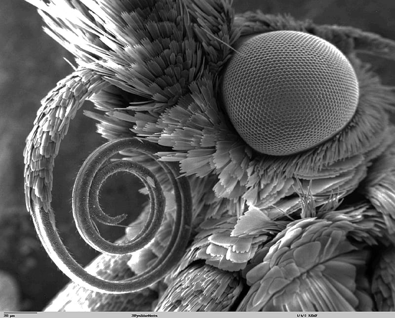 Butterfly Tongue, butterfly, electron microscope, microscopic, microscope, tongue, HD wallpaper