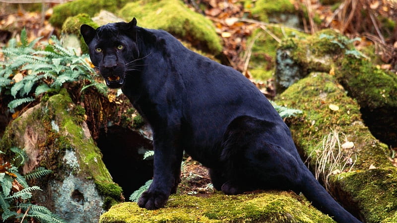 Black Panther Is Sitting On Green Algae Covered Stone In Green Plants Background Green, HD wallpaper